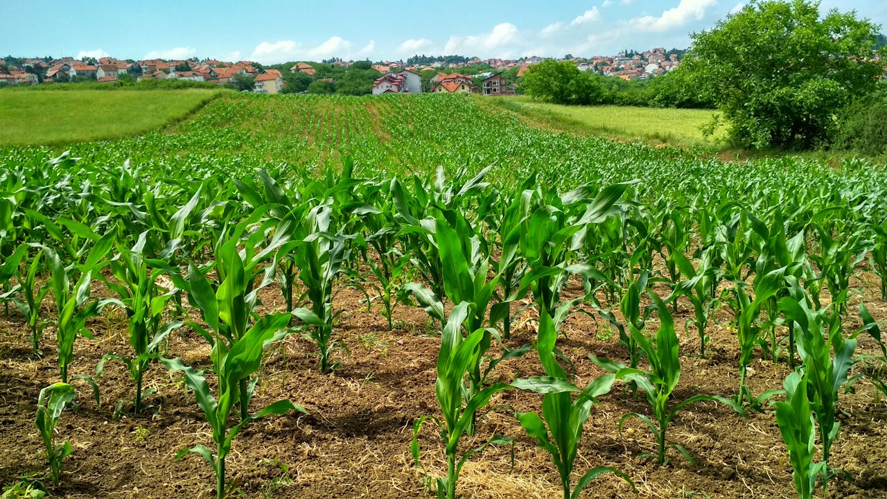 Recruter intérim agriculture